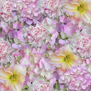 Blumen-, Hintergrund, Rosa, Muster, Blumen Hintergrund, Design, Textur, Hintergrundmuster, Blume, pinke Farbe, Zerbrechlichkeit, Wachstum, Pflanze, keine Leute, blühende Pflanze, Frische, Schönheit in der Natur, Blütenblatt, Verletzlichkeit, Blütenkopf, Nahansicht, Blütenstand, Natur, Vollbild, Fülle, High Angle View, draußen, Tag, Pollen, Blumenschmuck, Strauß, 2K, CC0, gemeinfrei, lizenzfrei