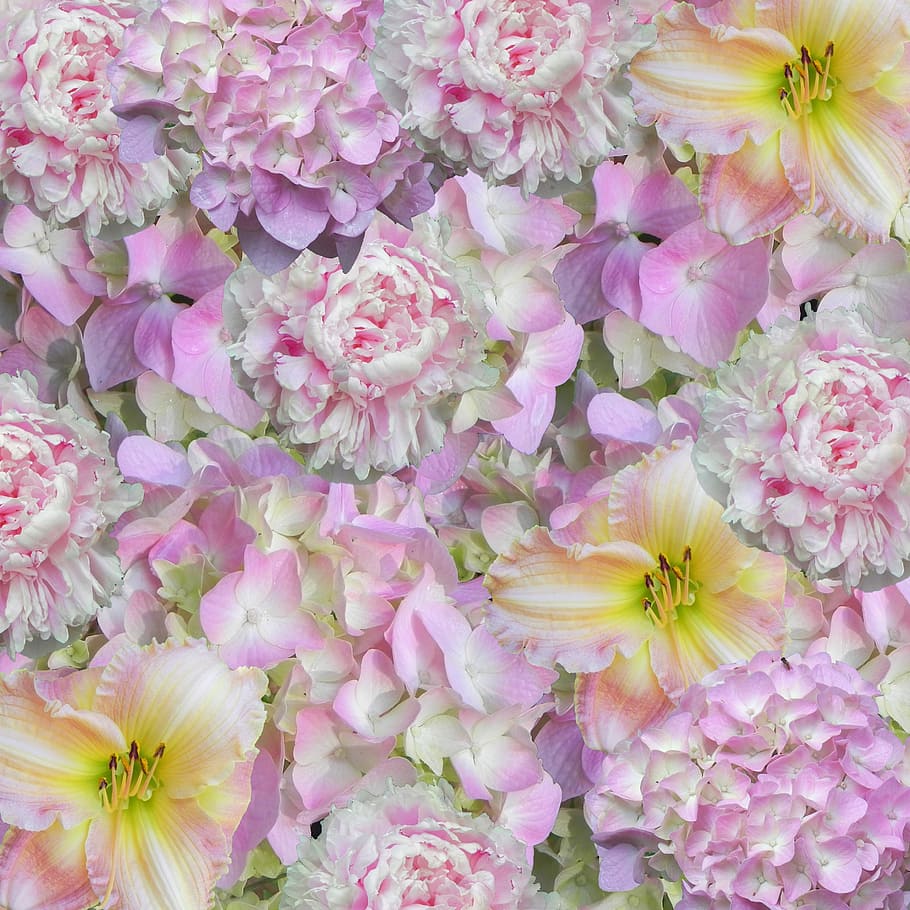 Blumen-, Hintergrund, Rosa, Muster, Blumen Hintergrund, Design, Textur, Hintergrundmuster, Blume, pinke Farbe, Zerbrechlichkeit, Wachstum, Pflanze, keine Leute, blühende Pflanze, Frische, Schönheit in der Natur, Blütenblatt, Verletzlichkeit, Blütenkopf, Nahansicht, Blütenstand, Natur, Vollbild, Fülle, High Angle View, draußen, Tag, Pollen, Blumenschmuck, Strauß, 2K