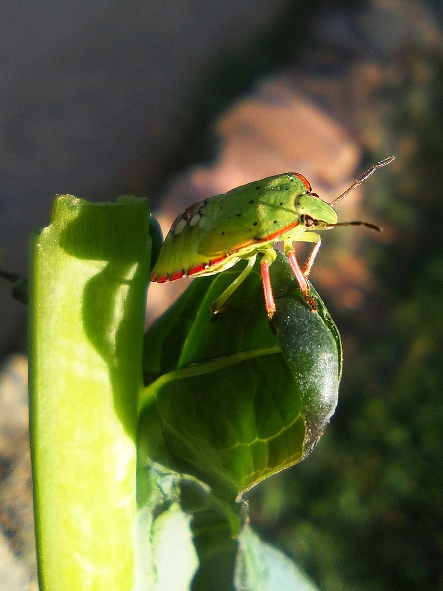 coleottero verde, col, insetto, piccolo, soleggiato, pianta, verde, giardino, foresta, invertebrato, fauna selvatica, animali allo stato selvatico, temi animali, animale, un animale, colore verde, avvicinamento, concentrarsi sulle conoscenze acquisite, parte vegetale, foglia, natura, giorno, nessuno, crescita, all'aperto, bellezza nella natura, parte del corpo animale, 1080P