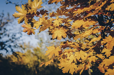 marró, maple, fulles, fotografia de primer pla, groc, durant el dia, full, taronja, arbre, caure, tardor, naturalesa, viatjar, humor, sortir, posta de sol, bosc, arbre d'auró, canvi, part de la planta, planta, bellesa a la natura, fulla d'auró, creixement, branca, dia, cap gent, primer pla, a l'aire lliure, centrar-se en primer pla, tranquil·litat, vulnerabilitat, condició natural, col·lecció de tardor, 2K, CC0, domini públic, lliure de regalies