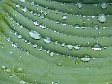 dešťová kapka, hosta, list, rostlina, zelená, pokles, voda, mokré, zelená barva, svěžest, detail, nikdo, Příroda, pozadí, rostlinné části, celý rám, krása v přírodě, déšť, venku, čistota, růst, rosa, období dešťů, 4K, CC0, veřejná doména, bez autorských práv