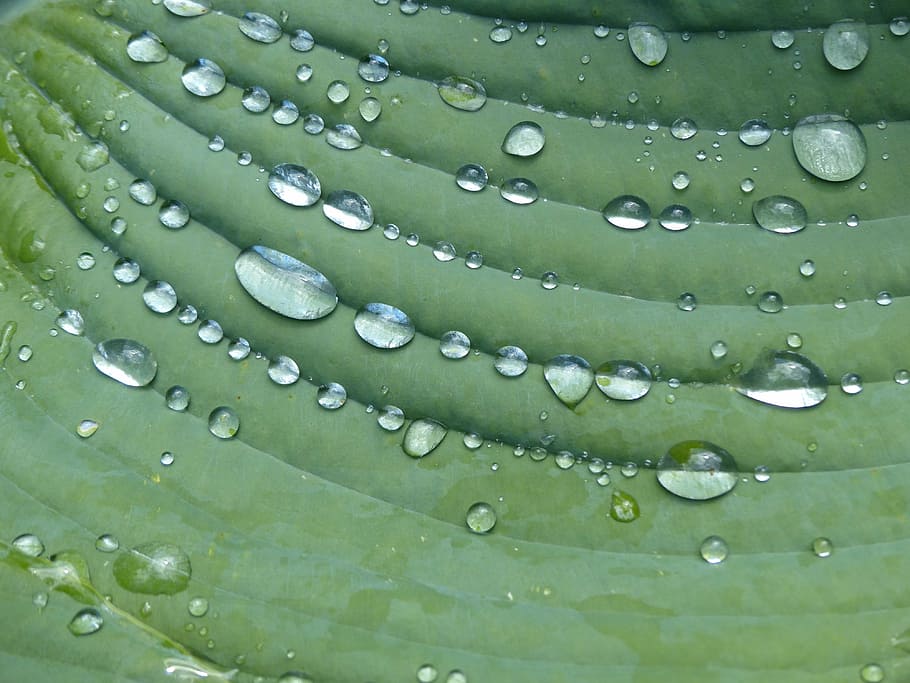 gota de pluja, hosta, full, planta, verd, tirar, aigua, humit, color verd, frescor, primer pla, cap gent, naturalesa, fons, part de la planta, marc complet, bellesa a la natura, pluja, a l'aire lliure, puresa, creixement, rosada, temporada de pluges, 4K