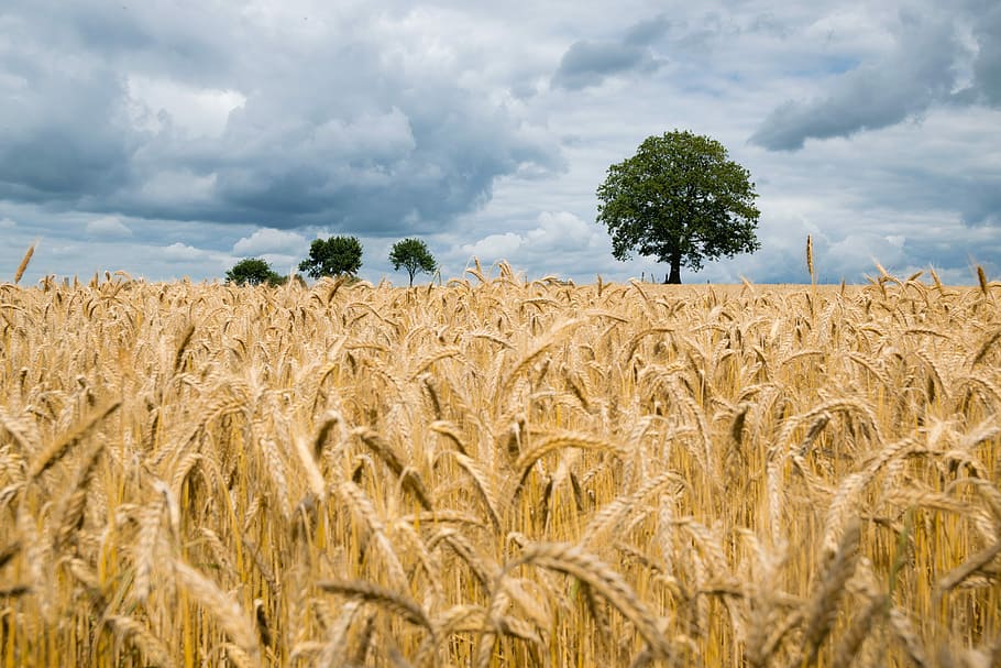 landskabsfotografering, hvedemark, afgrødefelt, hvede, træ, strå, himmel, frø, rug, landdistrikterne, udendørs, høst, vækst, gylden, Mark, gård, landskabet, majs, plante, sky - himmel, landbrug, jord, afgrøde, landskab, korn plante, landlige scene, miljø, skønhed i naturen, natur, scenics - natur, rolig scene, ro, ingen mennesker, moden, stilk, 5K