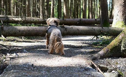væk, sti, obstruktion, hurdle, barriere, træer, storm, vindkast, handicap, natur, dyr, Skov, skade, et dyr, dyre temaer, pattedyr, kæledyr, indenlandske, husdyr, hunde, hund, træ, hvirveldyr, jord, plante, ingen mennesker, dag, udendørs, fokus på forgrunden, solid, 5K, CC0, offentligt domæne, royaltyfrie