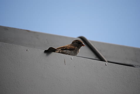 passero, aspettare, uccello, animale, temi animali, animali allo stato selvatico, fauna selvatica, un animale, vertebrato, cielo sereno, cielo, Inquadratura dal basso, natura, giorno, luce del sole, copia spazio, caratteristica della parete, nessuno, appollaiati, architettura, all'aperto, ai margini di, 2K, CC0, dominio pubblico, privo di copyright