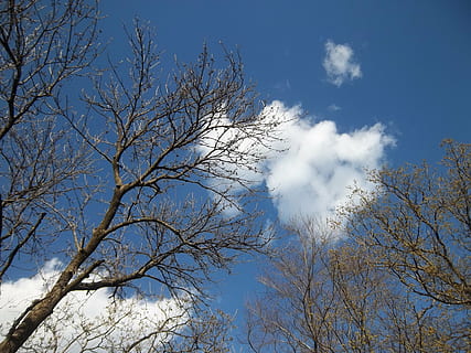 træ, grene, himmel, blå, skyline, blå himmel, himlen skyer, skyer, plante, lav vinkel visning, afdeling, sky - himmel, skønhed i naturen, natur, dag, ingen mennesker, ro, udendørs, vækst, bare træ, sollys, træstamme, scenics - natur, bagagerum, rolig scene, træ baldakin, direkte under, 4K, CC0, offentligt domæne, royaltyfrie