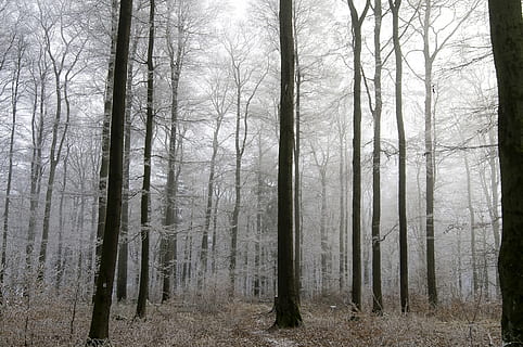 des arbres, silencieux, harmonie, paisible, ciel, gel, gris, feuilles, du repos, Profond, hiver, forêt d'hiver, arbre, forêt, la nature, brouillard, des bois, paysage, en plein air, branche, personne, paysages, mystère, scène tranquille, scène non urbaine, tronc d'arbre, tranquillité, journée, terre, plante, tronc, beauté dans la nature, croissance, paysages - nature, environnement, arbre nu, brumeux, 4K, CC0, domaine public, libre de droits