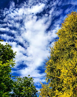 fotografie cu unghi mic, verde, arbori de copaci, alb, albastru, cer, copaci, conifer, nori, hd, cer albastru, Engleză, grădină, natură, brad, în aer liber, natural, zi, plantă, copac, nor - cer, creştere, frumusețe în natură, vedere unghiulară joasă, Culoarea verde, nici o persoana, liniște, o scenă liniștită, scenice - natura, ramură, scenă non-urbană, lumina soarelui, frunze, 4K, CC0, domeniu public, fără drepturi de autor