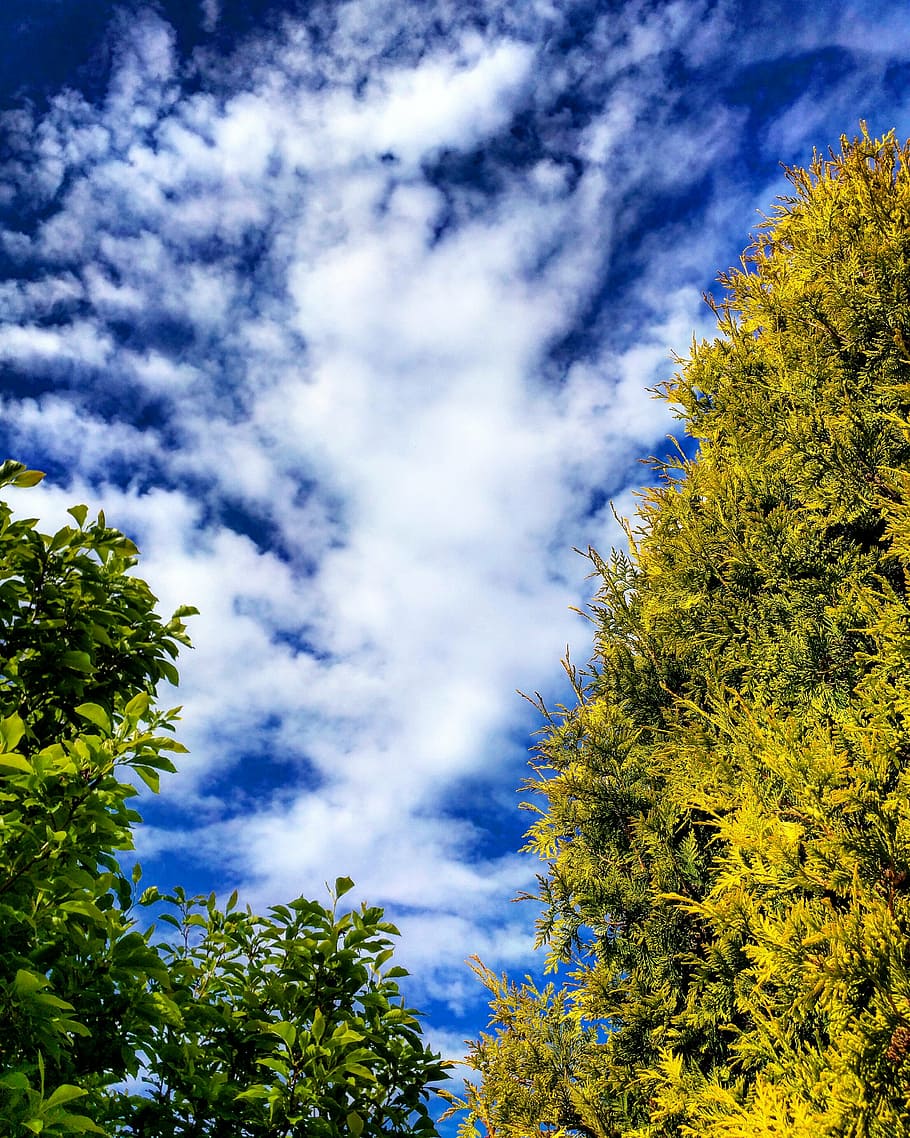 fotografie cu unghi mic, verde, arbori de copaci, alb, albastru, cer, copaci, conifer, nori, hd, cer albastru, Engleză, grădină, natură, brad, în aer liber, natural, zi, plantă, copac, nor - cer, creştere, frumusețe în natură, vedere unghiulară joasă, Culoarea verde, nici o persoana, liniște, o scenă liniștită, scenice - natura, ramură, scenă non-urbană, lumina soarelui, frunze, 4K