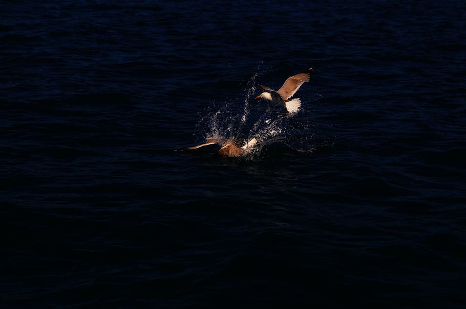 gocek, vaixell, tipus, ocell, mar, naturalesa, vida salvatge, animal, volant, aigua, animals a la natura, temes d'animals, fauna animal, davant del mar, vertebrats, un animal, nedar, cap gent, a l'aire lliure, dia, sota l'aigua, moviment, vista d’angle alt, marí, 4K