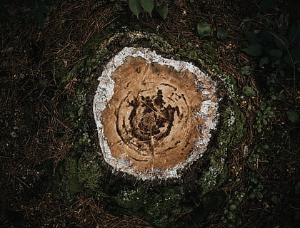 ceppo tagliato marrone, tagliare la base dell'albero, vista aerea, squillare, albero, ceppo, foresta, vista dall'alto, nessuno, pianta, giorno, terra, abbaiare, tronco d'albero, natura, tronco, all'aperto, avvicinamento, vecchio, arte e artigianato, crescita, Marrone, strutturato, creatività, 4K, CC0, dominio pubblico, privo di copyright
