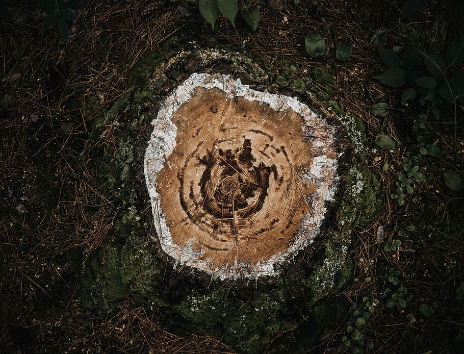 ceppo tagliato marrone, tagliare la base dell'albero, vista aerea, squillare, albero, ceppo, foresta, vista dall'alto, nessuno, pianta, giorno, terra, abbaiare, tronco d'albero, natura, tronco, all'aperto, avvicinamento, vecchio, arte e artigianato, crescita, Marrone, strutturato, creatività, 4K