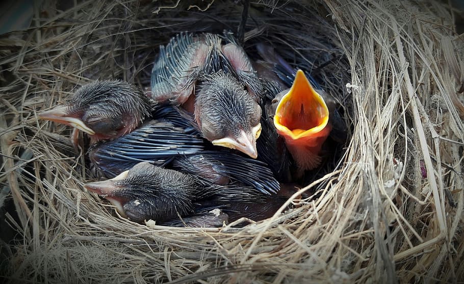 fotografia, pollets, niu, ocell, ungles, animals, grup d’animals, animal jove, temes d'animals, animal, vertebrats, ocell jove, animals a la natura, niu d’animals, fauna animal, família d’animals, vista d’angle alt, cap gent, dia, niu d'ocells, quatre animals, naturalesa, nova vida, pollet, inicis, boca oberta, 1080P