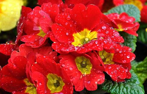 primula, primavera, flor, flor de primavera, vermell, naturalesa, planta, primer pla, pètal, bellesa a la natura, estiu, frescor, macro, cap de flor, color verd, llit de flors, cap gent, tirar, planta amb flors, aigua, vulnerabilitat, fragilitat, humit, inflorescència, creixement, pluja, pol·len, rosada, gota de pluja, temporada de pluges, puresa, 2K, CC0, domini públic, lliure de regalies