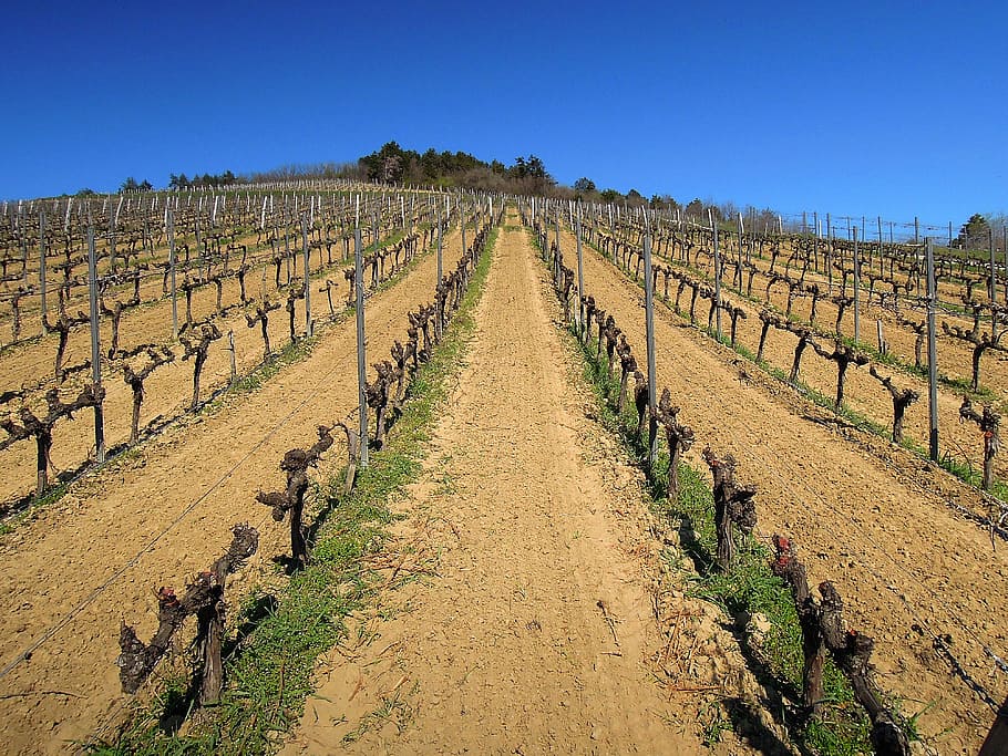 vinya, raïm, primavera, cel blau, en fila, agricultura, paisatge, cel, terra, camp, medi ambient, planta, escena rural, cultiu, naturalesa, cap gent, escenics - natura, menjar i beguda, granja, menjar, cel clar, dia, alcohol, elaboració de vins, a l'aire lliure, plantació, 4K