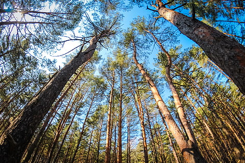 pine, forest, coniferous, summer, bright, nature, trees, russia, needles, thicket, coniferous tree, trunk, fisheye, skyward, high, blue, sky, krone, conifer, living nature, tree trunks, plant, tree, tree trunk, land, low angle view, tranquility, growth, no people, tall - high, woodland, beauty in nature, tranquil scene, day, branch, scenics - nature, non-urban scene, outdoors, tree canopy, bamboo - plant, directly below, 5K, CC0, public domain, royalty free