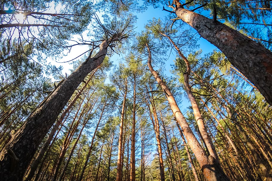borovice, les, jehličnatý, letní, Jasný, Příroda, stromy, Rusko, jehly, houští, jehličnatého stromu, kufr, rybí oko, nebe, vysoký, modrý, krone, jehličnatý strom, živá příroda, kmeny stromů, rostlina, strom, kmen stromu, přistát, nízký úhel pohledu, klid, růst, nikdo, vysoká - vysoká, krása v přírodě, klidné scény, den, větev, scenics - příroda, mimoměstské scény, venku, strom baldachýn, bambus - rostlina, přímo pod, 5K