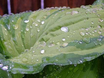 perler, regn, ark, dråbe, regndråbe, makro, Regnvejr, dråber vand, våd, vand, tæt på, vækst, skønhed i naturen, friskhed, plante, blad, plante del, ingen mennesker, sårbarhed, natur, grøn farve, skrøbelighed, fokus på forgrunden, dug, renhed, udendørs, blade, blomst, lilla, græsblad, 1080P, CC0, offentligt domæne, royaltyfrie