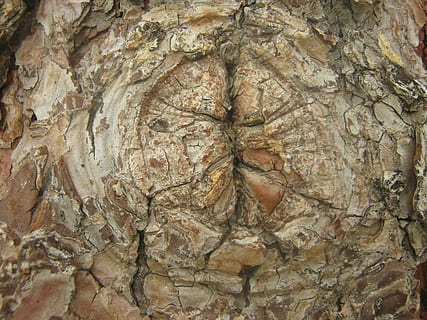 boom, knoop, schors, structuur, natuurlijk, hout, oud, ruw, graan, volledig kader, getextureerde, detailopname, romp, boomstam, achtergronden, patroon, geen mensen, natuurlijk patroon, fabriek, natuur, dag, buitenshuis, plantenschors, groei, hout - materiaal, bruin, getextureerd effect, natuurlijke toestand, 2K, CC0, publiek domein, royaltyvrij