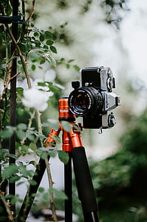 selektywny, fotografia fokusowa, aparat bez lustra, Top, statyw, na dworze, aparat fotograficzny, roślina, drzewo, liść, Ustawiać, bokeh, plama, zabytkowe, robić zdjęcie, kanon ae 1, 35 mm, film, len, vintage len, retro kamera, kamera filmowa, minoltum, zabytkowe kamery, skupić się na pierwszym planie, tematy fotograficzne, technologia, dzień, zbliżenie, aparat fotograficzny - sprzęt fotograficzny, żadnych ludzi, Natura, selektywne skupienie, sprzęt fotograficzny, zielony kolor, wzrost, biały kolor, czynność, metal, aparat cyfrowy, 5K, CC0, domena publiczna, darmowe zdjęcia