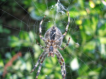 berputar, web, laba-laba, jaring laba-laba, binatang, web, laba-laba, alam, merapatkan, taman, serangga, arakhnida, hewan, makro, margasatwa, karnivor, satu binatang, bertahan hidup, kerapuhan, tema binatang, arthropoda, invertebrata, binatang di alam liar, kerentanan, fokus pada latar depan, satwa liar hewan, tidak ada orang, hari, kompleksitas, di luar rumah, kaki binatang, 2K, CC0, domain publik, bebas royalti