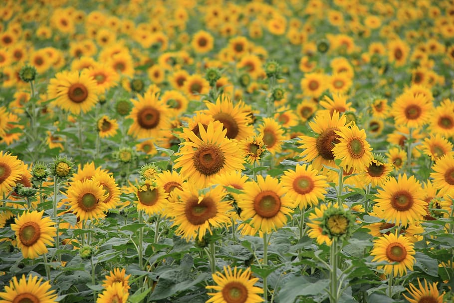 camp de gira-sol groc, gira-sol, deixa reonpam, sortida, flor, planta amb flors, groc, frescor, fragilitat, planta, creixement, vulnerabilitat, cap de flor, bellesa a la natura, inflorescència, pètal, camp, naturalesa, terra, primer pla, cap gent, dia, pol·len, a l'aire lliure, llit de flors, 2K