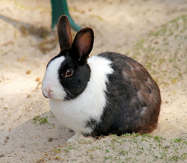 bianca, Marrone, coniglio, lepre, piccola lepre, animale, primavera, animale domestico, carina, a lungo, dolce, pelliccia, nager, coniglio - animale, animali domestici, mammifero, piccolo, Pasqua, soffice, un animale, temi animali, domestico, vertebrato, nessuno, concentrarsi sulle conoscenze acquisite, giorno, avvicinamento, natura, campo, terra, fauna selvatica, analizzare, cercare, guardare, guardando lontano, baffo, testa di animale, erbivoro, 4K, CC0, dominio pubblico, privo di copyright