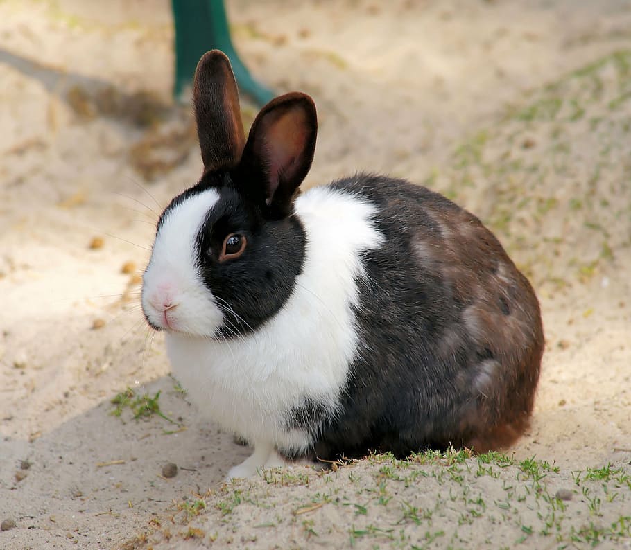 bianca, Marrone, coniglio, lepre, piccola lepre, animale, primavera, animale domestico, carina, a lungo, dolce, pelliccia, nager, coniglio - animale, animali domestici, mammifero, piccolo, Pasqua, soffice, un animale, temi animali, domestico, vertebrato, nessuno, concentrarsi sulle conoscenze acquisite, giorno, avvicinamento, natura, campo, terra, fauna selvatica, analizzare, cercare, guardare, guardando lontano, baffo, testa di animale, erbivoro, 4K