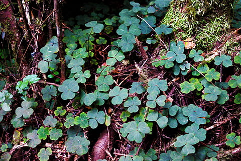 pobūdį, žalias, dobilai, lapai, augalų, sėkmė, shamrock, lapija, natūralus, gėlių, miškas, augalų dalis, augimą, žalia spalva, dieną, grožis gamtoje, nėra žmonių, aukšto kampo vaizdas, gebenė, lauke, žemės, Iš arti, ramybė, šviežumas, roplių augalas, tiesiogiai virš, 5K, CC0, Viešasis domenas, nemokamai