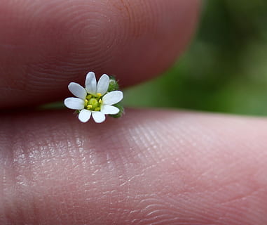 blomst, hvid, lille, vild, lejr, menneskelig hånd, menneskelig kropsdel, hånd, tæt på, blomstrende plante, plante, skrøbelighed, en person, skønhed i naturen, sårbarhed, kropsdel, friskhed, menneskelig finger, finger, kronblad, dag, blomsterhoved, natur, blomsterstand, 1080P, CC0, offentligt domæne, royaltyfrie