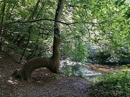 les, řeka, strom, Příroda, turistika, cesta snů, eifel, rostlina, růst, přistát, den, klid, krása v přírodě, nikdo, voda, mimoměstské scény, zelená barva, kmen stromu, klidné scény, kufr, větev, venku, scenics - příroda, 4K, CC0, veřejná doména, bez autorských práv