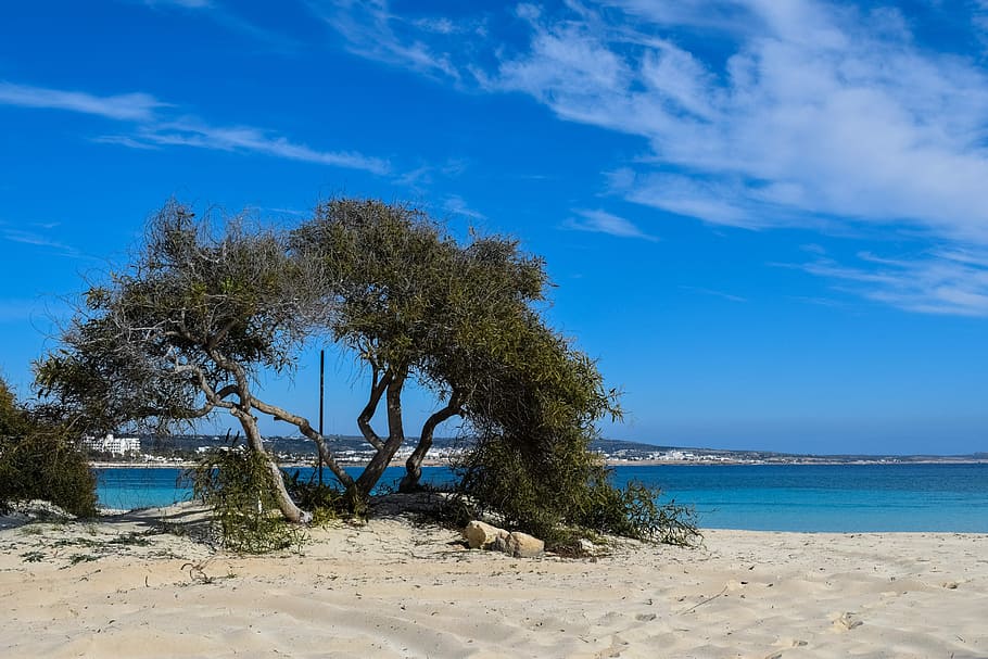 strom, pláž, písek, modrý, ostrov, scenérie, pláž, písek, modrý, ostrov, nebe, mraky, makronissos beach, ayia napa, Kypr, moře, Příroda, pobřežní čára, letní, voda, nikdo, scén, krajina, prázdnin, pláže, cestovní místa, venku, idylický, rostlina, přistát, krása v přírodě, scenics - příroda, klid, klidné scény, mrak - nebe, den, slunečního světla, horizont nad vodou, 5K