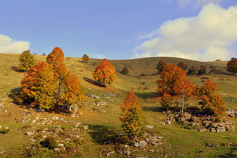 excursie, copaci, toamnă, traseu, Munte, calea europeană, e5, Lessinia, Italia, cer, scenice - natura, peisaj, mediu inconjurator, plantă, liniște, frumusețe în natură, o scenă liniștită, nor - cer, teren, natură, scenă non-urbană, nici o persoana, zi, copac, la distanta, destinații de călătorie, stâncă, în aer liber, Schimbare, semi-arid, starea naturala, 5K, CC0, domeniu public, fără drepturi de autor