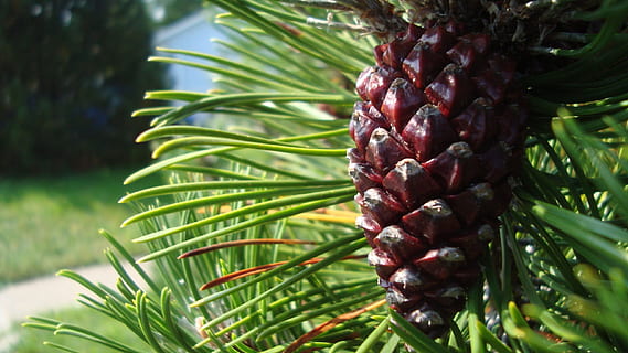 pinya de pi, arbre, llavor, escala, pi, con, creixement, color verd, planta, menjar i beguda, naturalesa, menjar, alimentació saludable, full, centrar-se en primer pla, fruita, fruita tropical, dia, clima tropical, Palmera, cap gent, primer pla, part de la planta, frescor, a l'aire lliure, fulla de palma, arbre de coníferes, madur, condició natural, 2K, CC0, domini públic, lliure de regalies