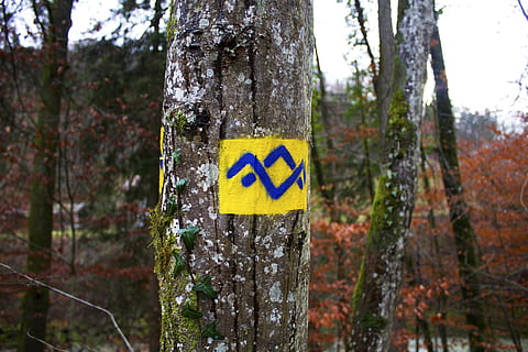 Deutschland, Bayern, Wald, Baum, Reise, Europa, Kofferraum, Baumstamm, Pflanze, Fokus auf den Vordergrund, Land, Natur, Zeichen, Wachstum, Tag, keine Leute, Gelb, Kommunikation, Text, draußen, Ruhe, Schönheit in der Natur, Symbol, Pfeilsymbol, 2K, CC0, gemeinfrei, lizenzfrei