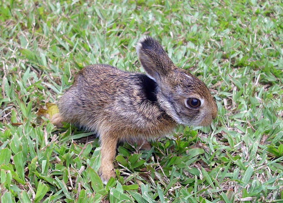 coniglio marrone, coniglio, coniglietto, Pasqua, animale, carina, lepre, animale domestico, erba, orecchie, dolce, Marrone, pelliccia, peloso, natura, adorabile, poco, bambino, giovane, mammifero, temi animali, fauna selvatica, un animale, animali allo stato selvatico, vertebrato, terra, pianta, campo, nessuno, avvicinamento, giorno, roditore, coniglio - animale, colore verde, vista laterale, erbivoro, 1080P