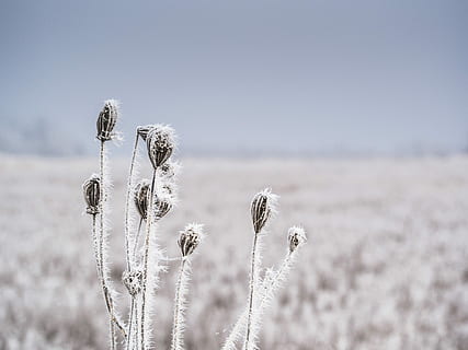 selectivo, atención, blanco, negro, planta, tiempo de día, enfoque selectivo, campos, gris, plantas, invierno, naturaleza, escarcha, al aire libre, campo, nieve, temporada, escena rural, flor, azul, belleza en la naturaleza, nadie, paisaje, planta de cereal, crecimiento, agricultura, tranquilidad, tierra, centrarse en primer plano, día, cielo, paisajes - naturaleza, planta floreciendo, hierba, escena tranquila, copia espacio, frescura, de cerca, 4K, CC0, dominio público, libre de derechos