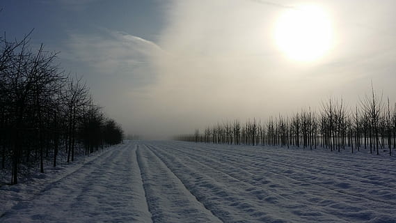 talvi-, Lumikki, kylmä, luonto, Puut, lumi, valkoinen, kone, jäädytetty, taivas, jää, sumu, maisema, kylmä lämpötila, tyyneys, ei ihmisiä, ulkona, tie eteenpäin, puu, kasvi, ympäristö, maisemat - luonto, rauhallinen kohtaus, kauneus luonnossa, aurinko, valkoinen väri, maa, lumisade, mäntymetsät, treelined, 4K, CC0, public domain, rojaltivapaa