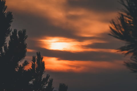 furu silhuett, gyllene, timme, silhuett, träd, moln, solnedgång, orange, gul, Sol, himmel, moln - himmel, växt, skönhet i naturen, lugn, lugn plats, scenics - natur, inget folk, natur, orange färg, tillväxt, lågvinkelvy, idyllisk, icke-urbana scenen, utomhus, landa, barrträd, tall, 5K, CC0, offentligt domän, royaltyfria