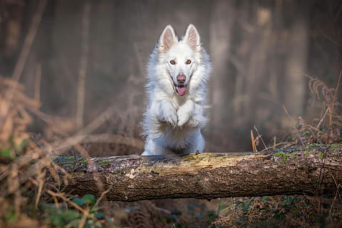 white, dog, jumping, log, untitled, tree, forest, brown, grass, one animal, animal, animal themes, mammal, domestic, canine, pets, domestic animals, nature, no people, vertebrate, animal wildlife, portrait, wolf, land, animals in the wild, day, plant, mouth open, purebred dog, 5K, CC0, public domain, royalty free