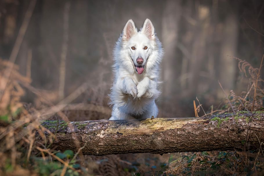 white, dog, jumping, log, untitled, tree, forest, brown, grass, one animal, animal, animal themes, mammal, domestic, canine, pets, domestic animals, nature, no people, vertebrate, animal wildlife, portrait, wolf, land, animals in the wild, day, plant, mouth open, purebred dog, 5K