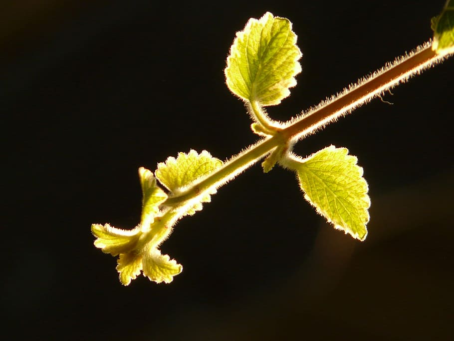 Pflanze, Blatt, Gegenlicht, Stiel, schließen, Gelb, schwarzer Hintergrund, Studioaufnahme, keine Leute, Nahansicht, draußen, Pflanzenteil, drinnen, grüne Farbe, Natur, Wachstum, Essen und Trinken, Frische, farbiger Hintergrund, Verletzlichkeit, Zweig, Zerbrechlichkeit, Obst, 2K