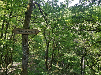 Skov, vandring, drømmevej, eifel, Pyrmonter, bjergbestigning, natur, træ, plante, tekst, meddelelse, vestlige script, skilt, Information, informationsskilt, vejledning, vækst, grøn farve, jord, pil symbol, dag, bagagerum, træstamme, ingen mennesker, retningssignal, udendørs, toilettet, 4K, CC0, offentligt domæne, royaltyfrie