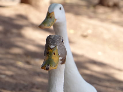 Enten, Tiere, wild, Tierthemen, Tier, Wirbeltier, Tierwelt, Tiere in freier Wildbahn, Vogel, Gruppe von Tieren, zwei tiere, keine Leute, Natur, Nahansicht, Tag, Sonnenlicht, Fokus auf den Vordergrund, Schnabel, Ente, draußen, Land, Tierkopf, Tierfamilie, 4K, CC0, gemeinfrei, lizenzfrei