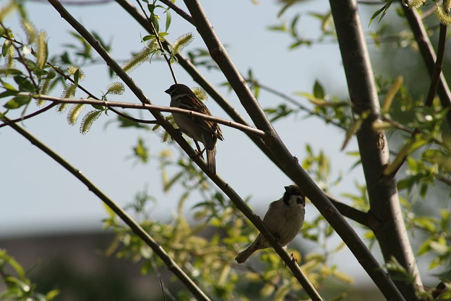 primavera, florir, naturalesa, fulles, natur, naturalesa viva, poble, arbres, paisatge, casa d'aus, pardal, ocell, ocells, branca, animal, vida salvatge, bec, a l'aire lliure, fauna animal, animals a la natura, vertebrats, temes d'animals, arbre, posat, planta, un animal, cap gent, centrar-se en primer pla, dia, vista d’angle baix, creixement, enfocament selectiu, 4K