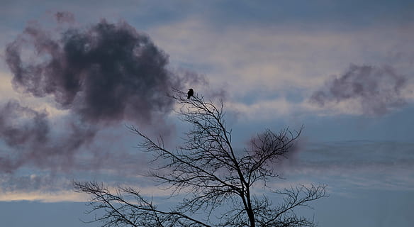 zwart, vogelbreuk, top, verschrompeld, boom, dageraad, vogel, winter, weer, koude, wolken, weer stemming, hemel, atmosfeer, humeur, vredige atmosfeer, natuur, vredig, moment, rust uit, Morgenstimmung, luchten, ochtend-, ochtend licht, ontwaken, silhouet, fabriek, kale boom, wolk - lucht, schoonheid in de natuur, buitenshuis, bosbrand, milieu, mist, geen mensen, Bos, niet-stedelijke scène, scenics - natuur, brand, kalmte, rook - fysieke structuur, verontreiniging, 5K, CC0, publiek domein, royaltyvrij