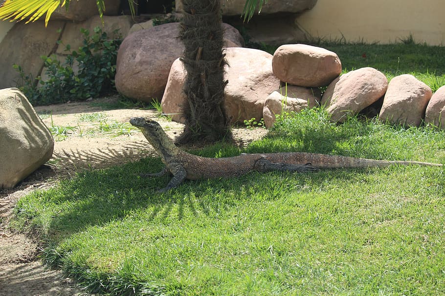 drac, còmode, zoo, planta, naturalesa, dia, cap gent, temes d'animals, rèptil, herba, animals a la natura, un animal, sòlid, fauna animal, rock, animal, creixement, arbre, vertebrats, camp, terra, rock - object, a l'aire lliure, 5K