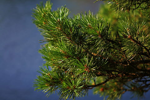 foresta, natura, albero, paesaggio, alberi forestali, legna, verde, naturale, pianta, Natale, ramo, albero di conifere, Pino, ago - parte vegetale, inverno, albero sempreverde, colore verde, Abete, avvicinamento, stagione, crescita, nessuno, giorno, bellezza nella natura, foglia, Inquadratura dal basso, la tranquillità, cielo, parte vegetale, concentrarsi sulle conoscenze acquisite, all'aperto, Pinaceae, 4K, CC0, dominio pubblico, privo di copyright