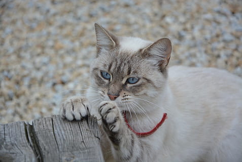 selectiu, foto del focus, marró, blanc, gat, urpes, fer arpa, depredador, felí, bonic, gatet, animals domèstics, nacional, mascotes, mamífer, gat domèstic, un animal, retrat, vertebrats, mirant la càmera, bigotis, primer pla, centrar-se en primer pla, gent, part del cos dels animals, relaxació, boca oberta, ull d’animals, tabby, 5K, CC0, domini públic, lliure de regalies