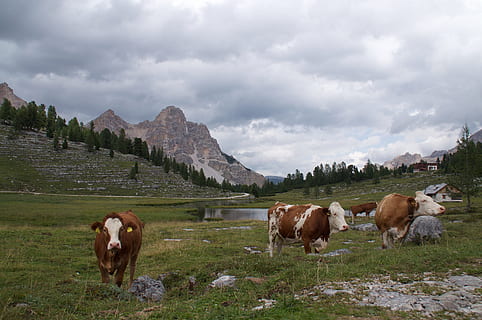 cows, gray, mountain, excursion, livestock, domestic animals, mammal, cattle, animal, animal themes, domestic, cloud - sky, cow, pets, sky, domestic cattle, landscape, plant, group of animals, grass, land, nature, environment, no people, herbivorous, 4K, CC0, public domain, royalty free